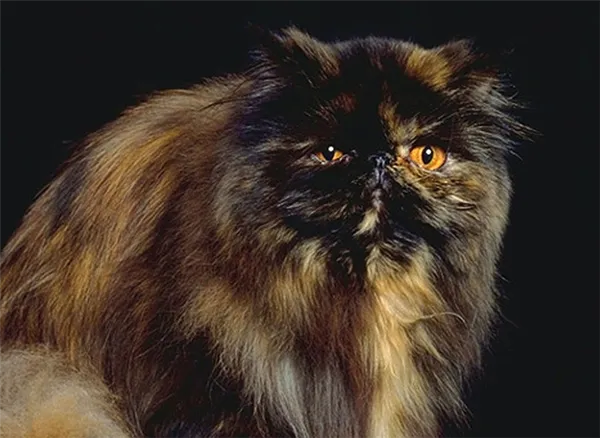 персидская кошка черепахового цвета