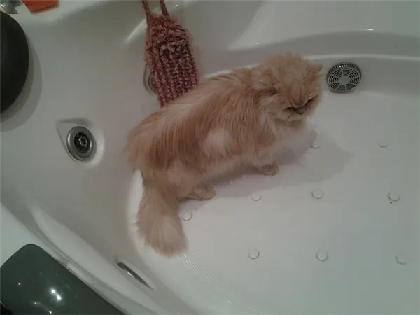 купание персидской кошки