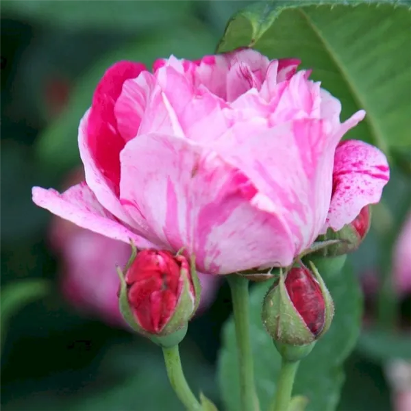Выращивание роз Фердинанд Пичард