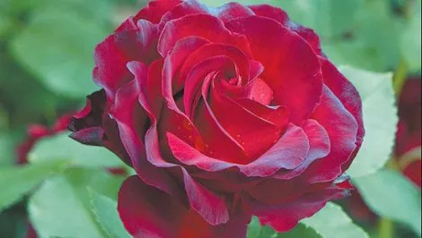 Роза Омаж а Барбара (Hommage a Barbara) — описание сорта. Санта барбара роза. 2