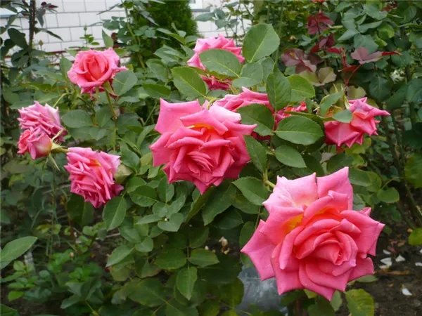 Роза Версилия. Роза шокинг версилия. 2