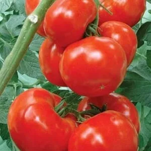 Сорт помидоров с говорящим названием - томат 