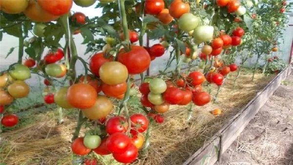 Созданный отечественными селекционерами гибрид, дающий шикарный урожай – томат 