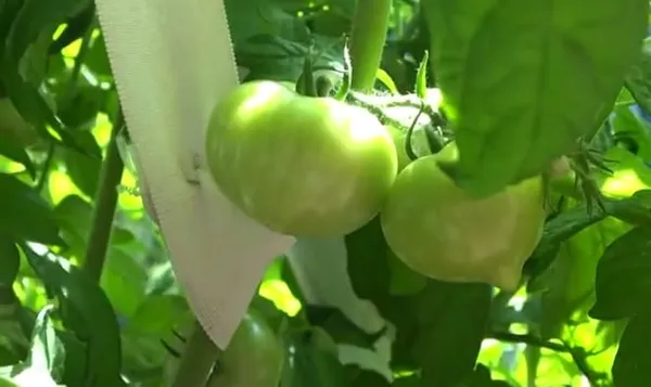 Зеленые помидоры на кусте