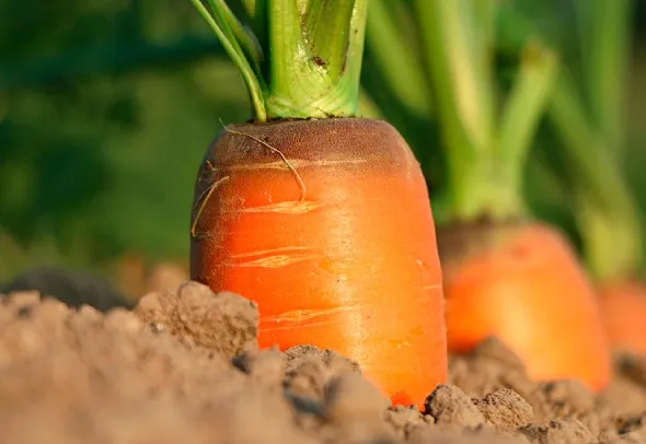 Хранение моркови, как дома сохранить морковку вкусной как можно дольше. Где хранить морковь. 2