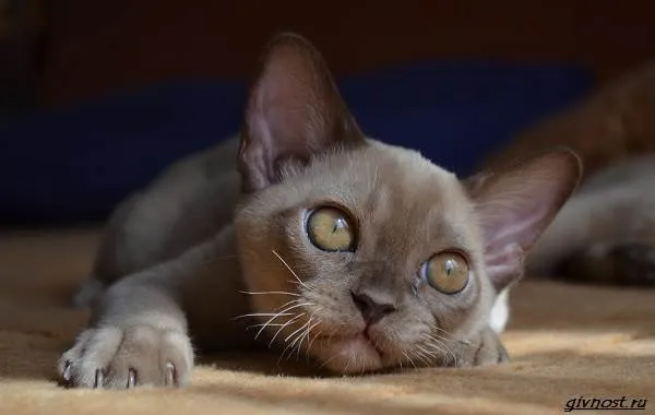Бурманская-кошка-описание-особенности-характер-и-цена-породы-7