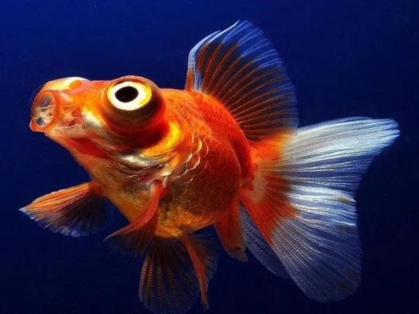 Как, чем и сколько кормить золотых рыбок? – домашняя аквариумистика. Корм для золотых рыбок. 10