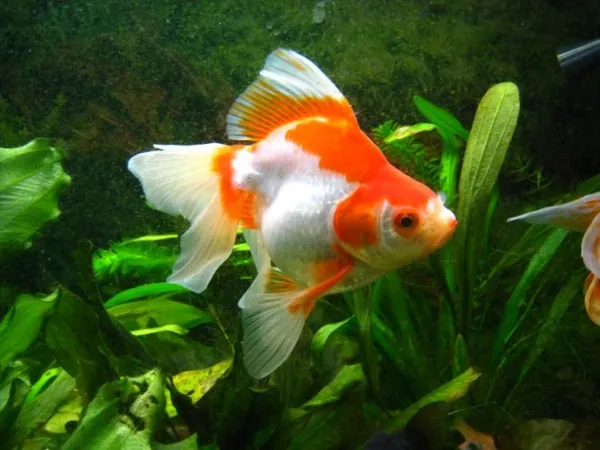 Как, чем и сколько кормить золотых рыбок? – домашняя аквариумистика. Корм для золотых рыбок. 6