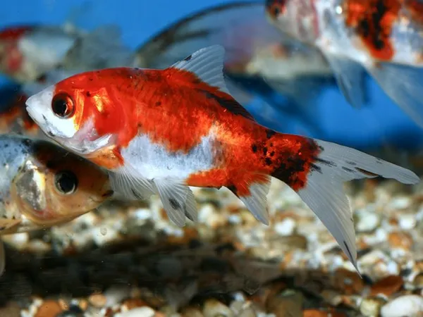 Как, чем и сколько кормить золотых рыбок? – домашняя аквариумистика. Корм для золотых рыбок. 11