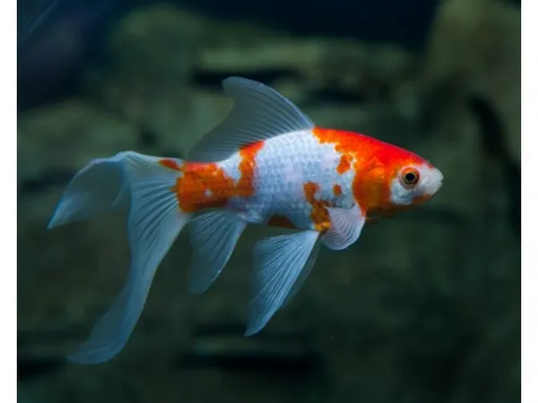 Как, чем и сколько кормить золотых рыбок? – домашняя аквариумистика. Корм для золотых рыбок. 7