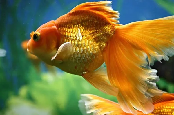 Как, чем и сколько кормить золотых рыбок? – домашняя аквариумистика. Корм для золотых рыбок. 3