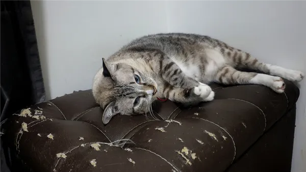 Как отучить кота драть мебель с помощью ее изоляции