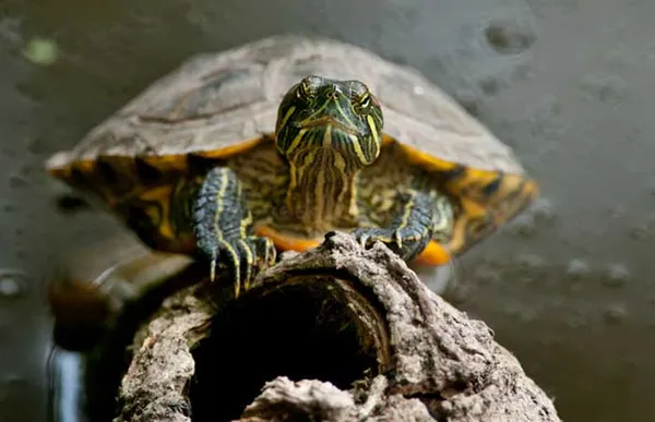 Красноухая черепаха сидит на коряге