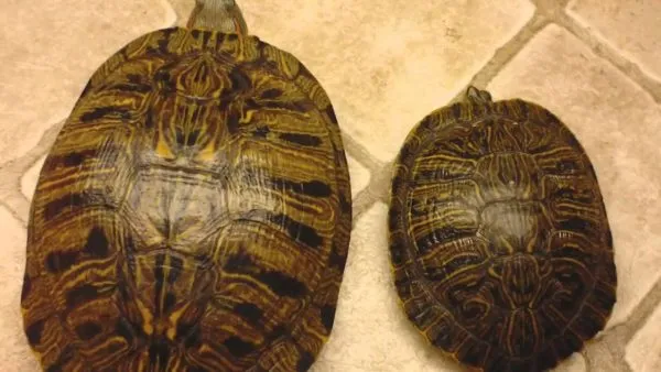 Размер красноухой черепахи самца и самки