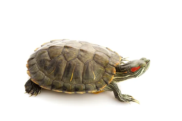 Как узнать сколько лет красноухой черепахе. Как определить возраст черепахи. 6