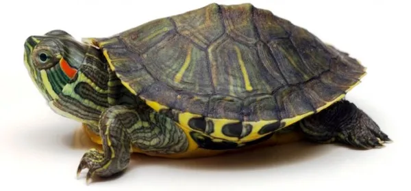 Как узнать сколько лет красноухой черепахе. Как определить возраст черепахи. 4