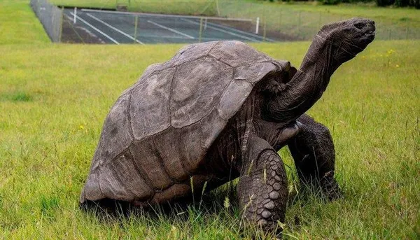 Черепаха Джонатан считается самым старым наземным животным в мире