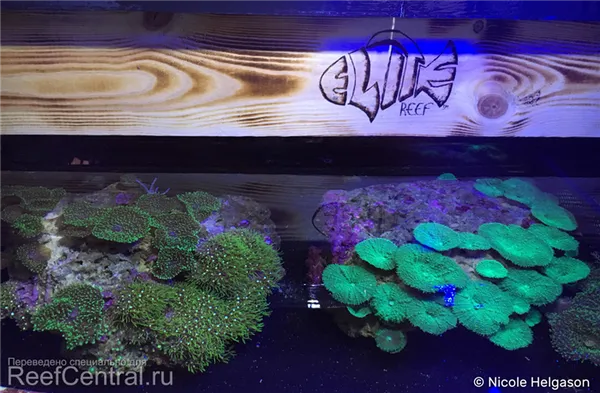 Mushroom-Corals-1.jpg