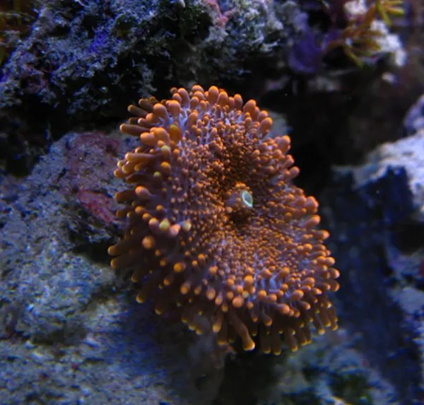 ОСНОВНЫЕ ТРЕБОВАНИЯ ПРИ СОДЕРЖАНИИ КОРАЛЛОВ В АКВАРИУМЕ. Кораллы для аквариума. 3