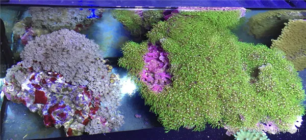 Weed-Corals-7.jpg