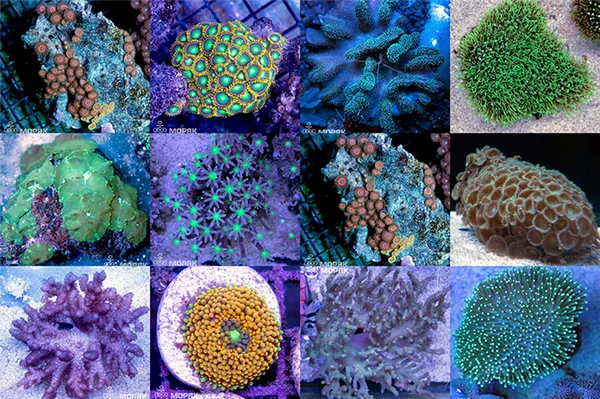 мягкие кораллы