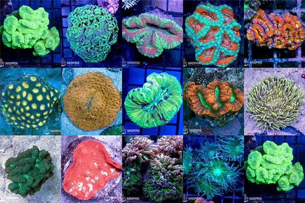 лпс кораллы