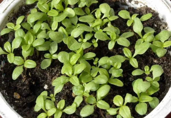 Пенстемон многолетний: выращивание из семян, когда сажать, фото