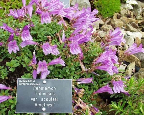 Пенстемон кустарниковый subsp. scouleri. Фото с сайта flower.onego.ru