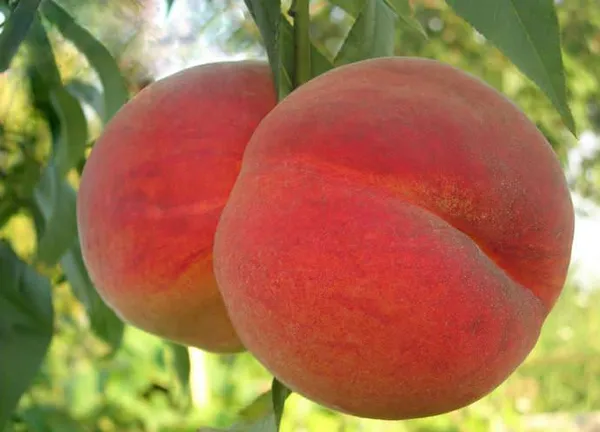 Персик «Вайн голд» является очень популярным южным растением