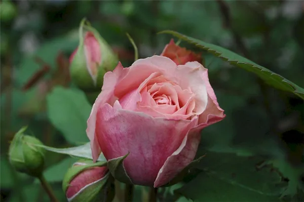 Бутон розы Поль Бокюз