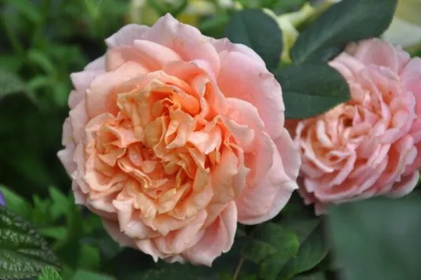 Описание сорта розы “Пауль Бокузе” (Paul Bocuse) отзывы, уход и фото. Роза поль бокюз. 3