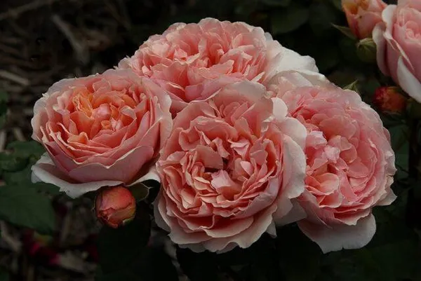 Описание сорта розы “Пауль Бокузе” (Paul Bocuse) отзывы, уход и фото. Роза поль бокюз. 2