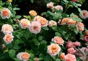 Для поддержания здоровья розы Paul Bocuse полезно в течение сезона регулярно обрабатывать куст гуматом калия.