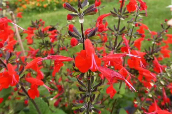 Сальвия ярко-красная (Salvia coccinea) Jewel Red