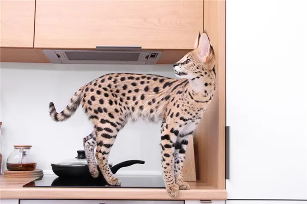 Полудикие породы кошек, которые стоят дорого: саванна