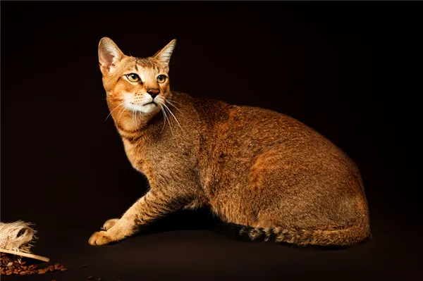 Полудикие породы кошек, которые стоят дорого: чаузи