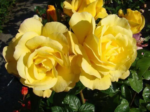 Стоит ли сажать розу Артур Белл – плюсы и минусы сорта. Роза флорибунда артур белл. 2