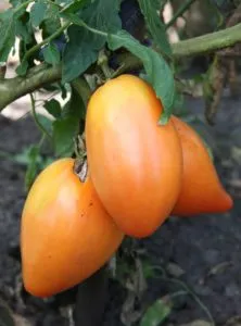 Сорт томата Перцевидный оранжевый: описание и фото