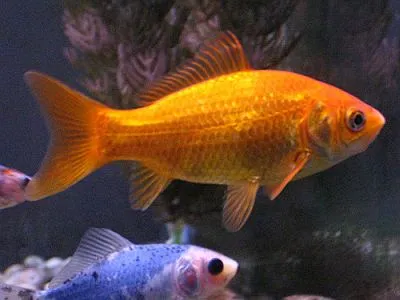 Обыкновенная золотая рыбка