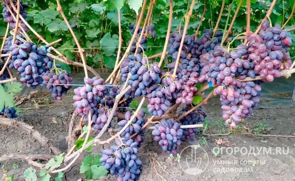 Урожай винограда сорта «Байконур» на опытных участках в Краснодарском крае составил более 24 т/га