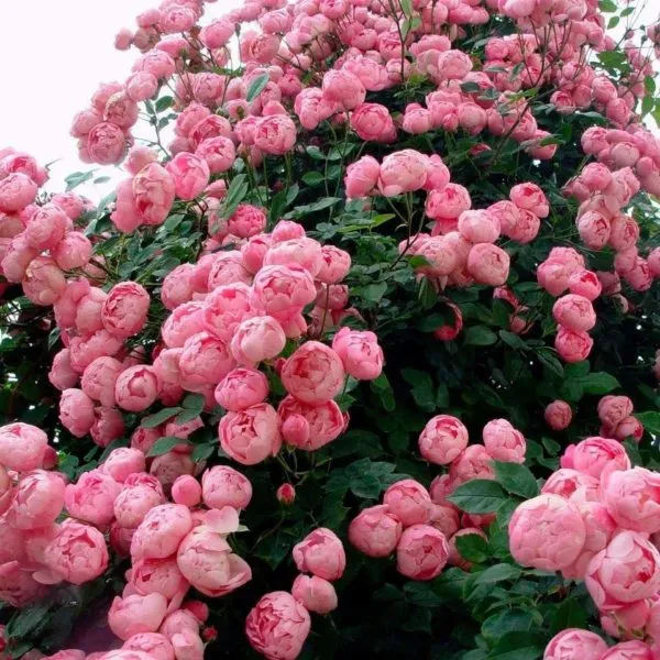 Пионовидная роза: посадка и уход в открытом грунте. Пионовидные розы фото. 2