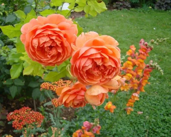 Пионовидная роза: посадка и уход в открытом грунте. Пионовидные розы фото. 3