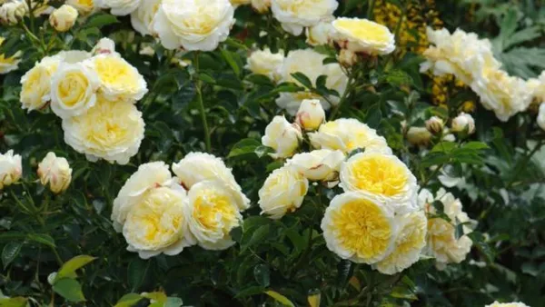 Пионовидные розы: названия сортов с фото и описанием