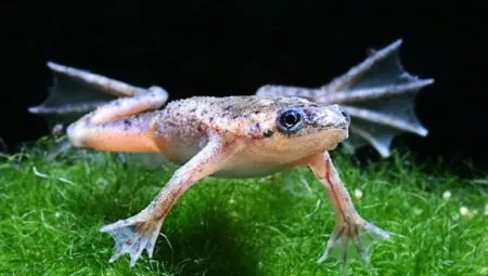 Аквариумные лягушки: описание и виды, содержание и уход. Чем кормить лягушку в домашних условиях. 5