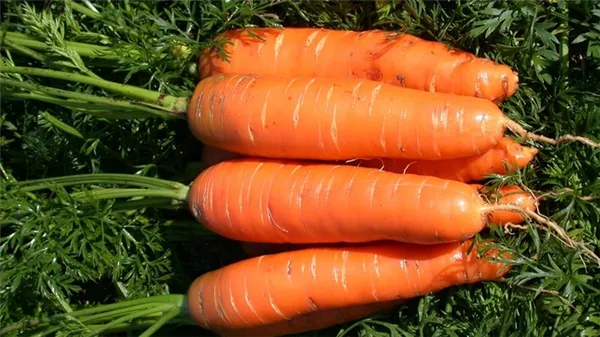 Морковь Нантская 4. Морковь нантская 4. 17