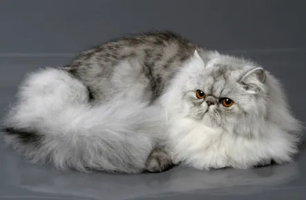 Персидская кошка — самая роскошная и требовательная порода. Персидская кошка фото. 13