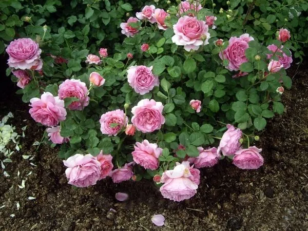 Описание английской кустарниковой розы Принцесса Александра. Роза принцесса киши. 7
