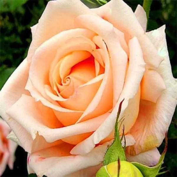 Роза Версилия. Роза шокинг версилия. 4
