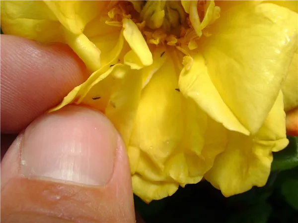 Трипсы на розах — как избавиться от паразитов. Трипсы фото и борьба с ними. 11