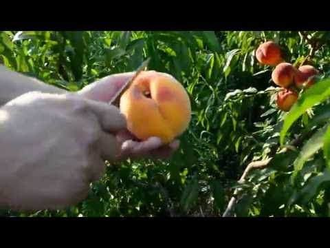 Персик Вайн Голд — описание сорта и отзывы садоводов. Персик вайн голд. 2